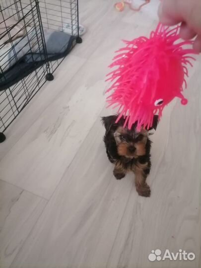 Йоркширский терьер щенки