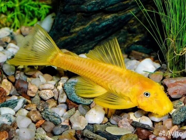 Анциструс L144