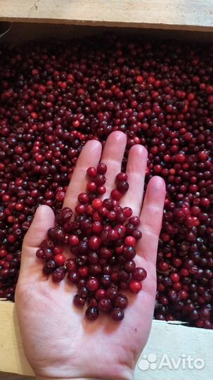 Клюква, кедровый орех