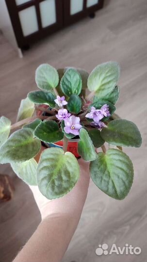 Разные Комнатное растение