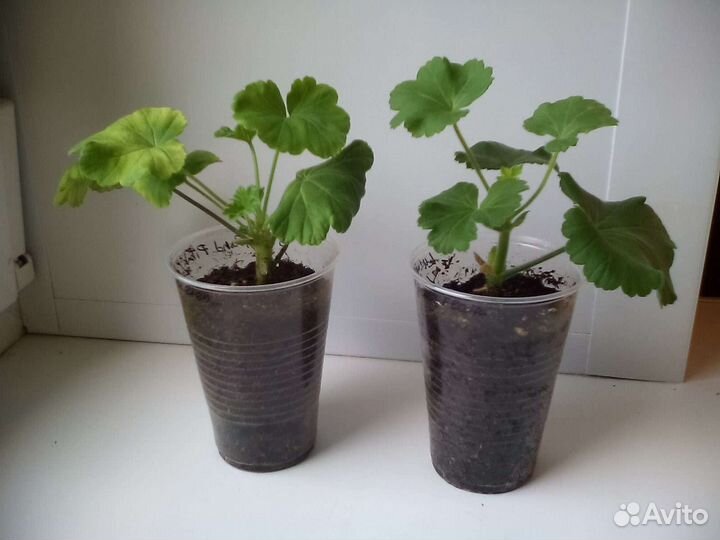 Пеларгония герань