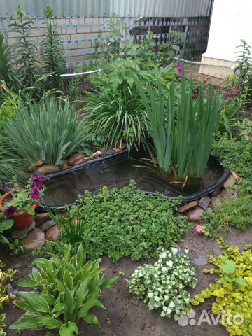 Ирис болотный