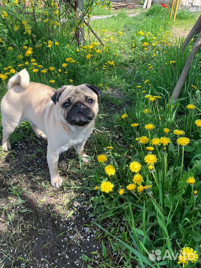 Мопс вязка мальчик