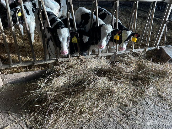 Теляьа бычки