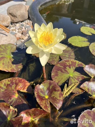Нимфеи для пруда