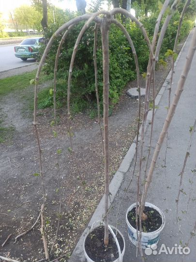 Растения для сада