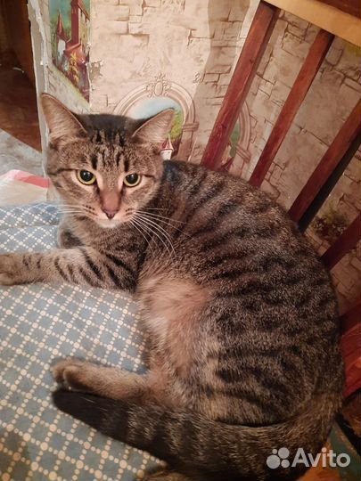 Котик Тиша ищем дом