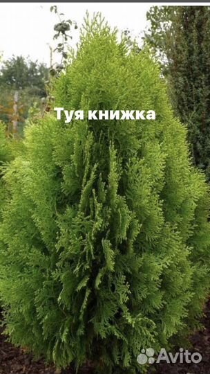 Туя-книжка