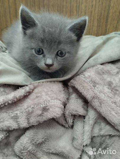 Шотландская