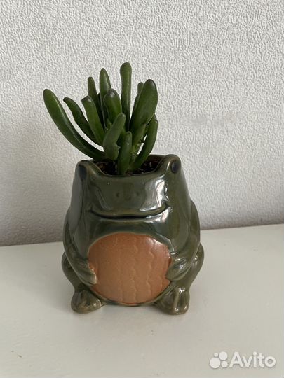 Растения комнатные микс