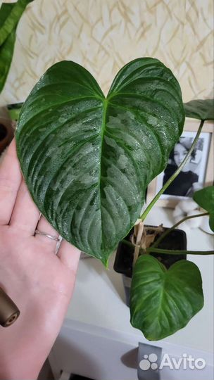Филодендрон Маджестик