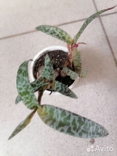 Ледебургия общественная