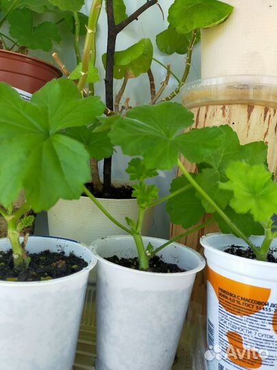 Комнатные цветы герань и золотой ус