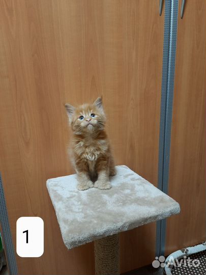 Мейн-кун