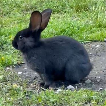 Кролики 4 шт