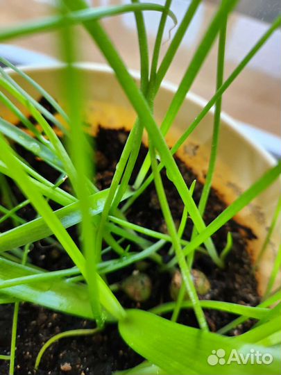 Алоэ вера, каланхоэ, золотой ус, индийский лук