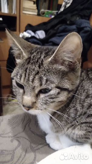 Кошка