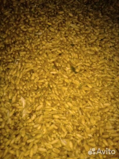 Пшеница 2023г