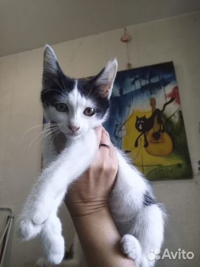 Отдаем котенка