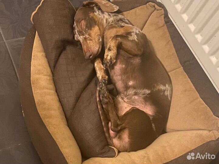 Карликовая такса вязка