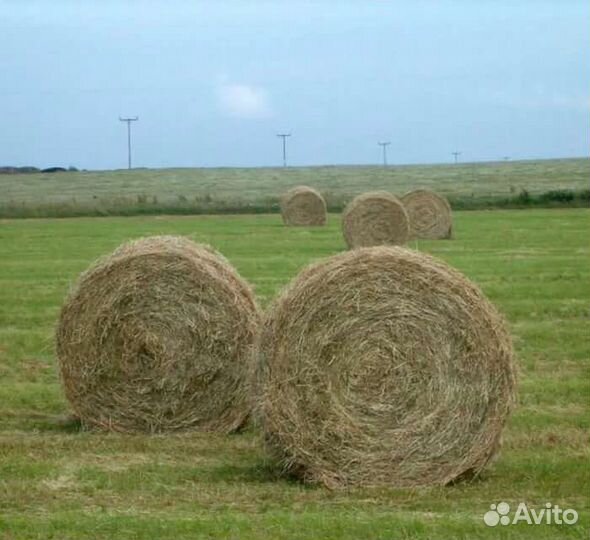 Сено в рулонах 200-250 кг
