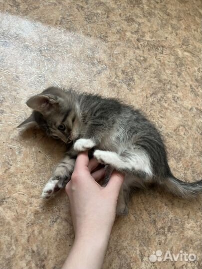 Котенок в добрые руки