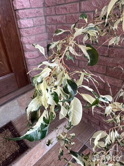 Фикус Амстел Квин Кинг Эластика Пассифлора Пальма