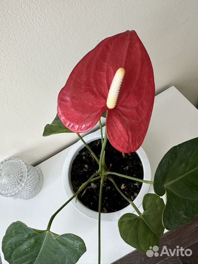 Антуриум, мужское счастье