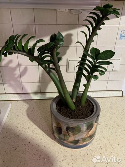 Замиокулькас занзибар