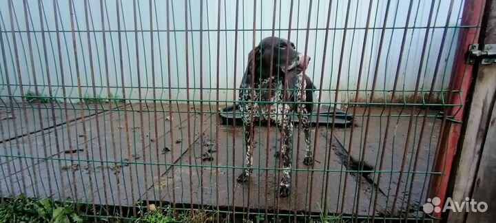 Отдам курцхааров