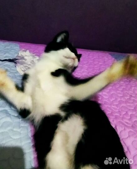 Отдам котенка бесплатно