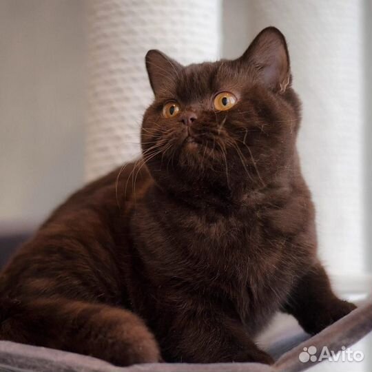 Британская