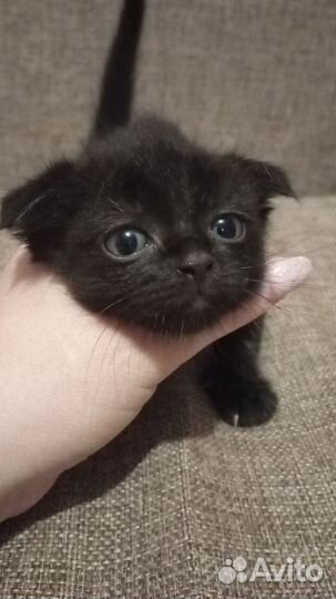 Шотландские котята бесплатно