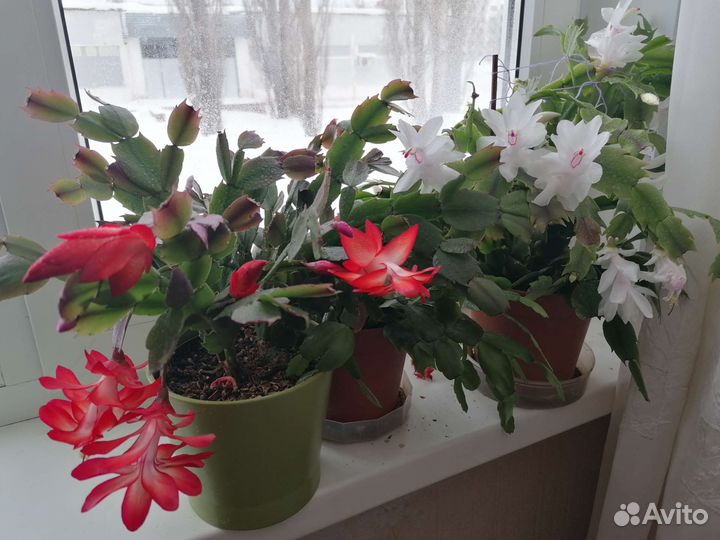 Цветок декабрист