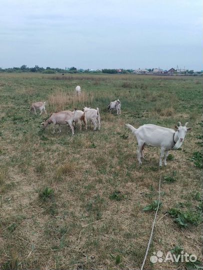 Козы дойные