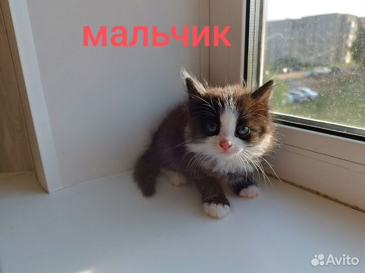 Котята