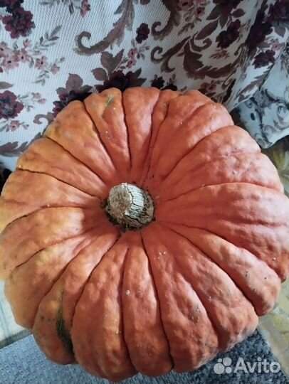 Огурцы соленые, тыква, чеснок