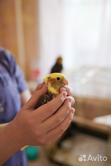 Продам попугая Корелла