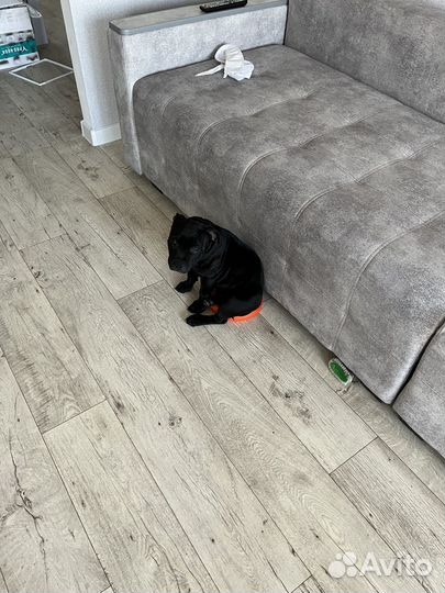 Английский стаффордширский бультерьер