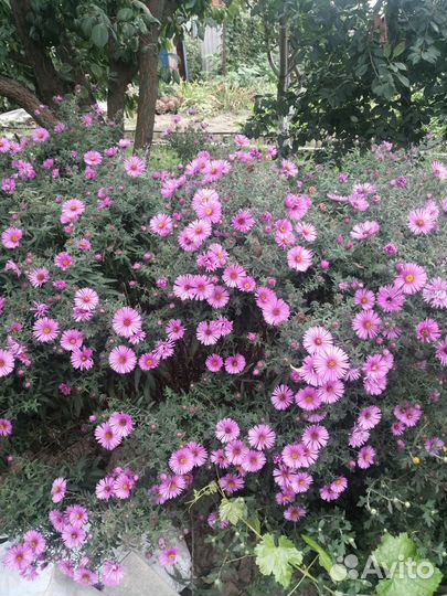 Сентябринки