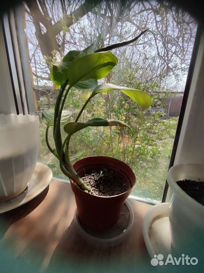 Диффенбахия