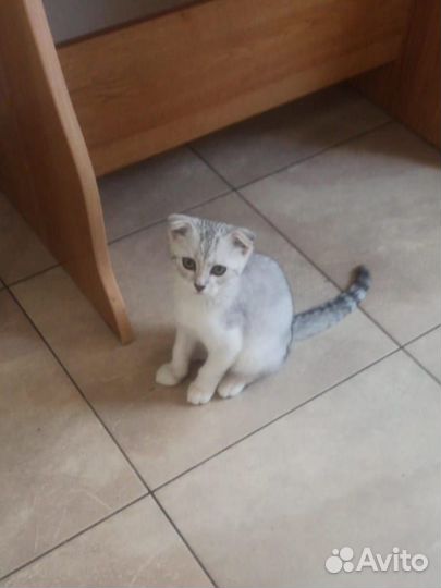 Вислоухий котенок
