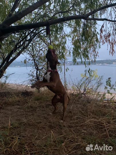 Вязка питбуль