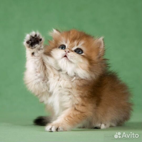 Котята длинношёрстные британские шиншиллы