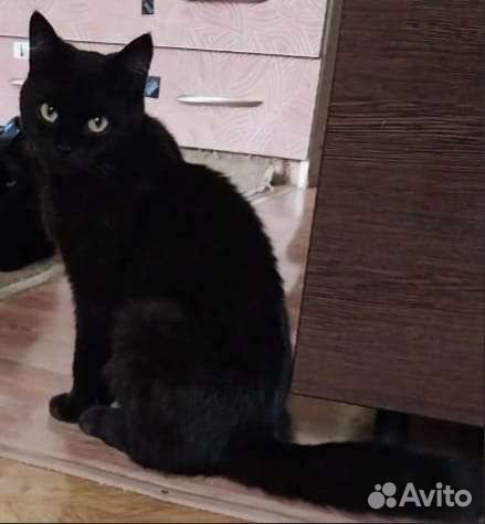 Кошечка черная