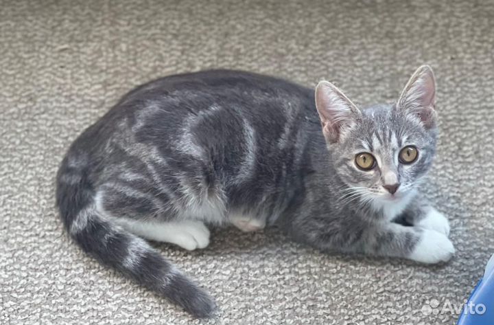 Молодая кисуля в добрые руки