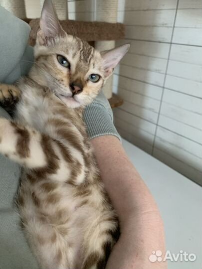 Бенгальская