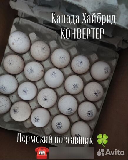 Инкубационное яйцо бройлера