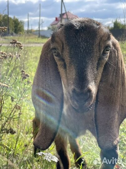 Нубийские козлята