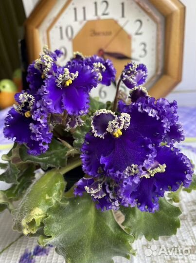 Фиалки, укорененные детки, листики в наличии